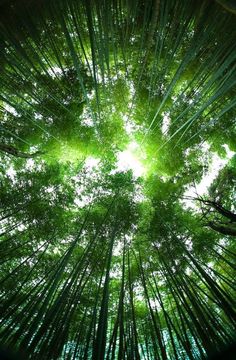 looking up at the tops of tall trees