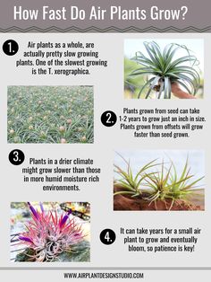 an info sheet describing how to grow air plants in the garden and what they do