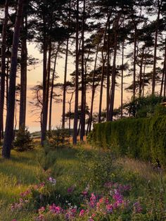 the sun is setting in the distance behind some tall pine trees and wildflowers