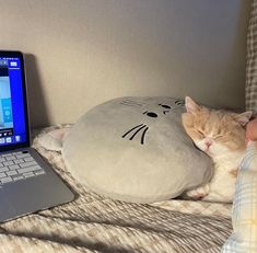 a cat sleeping next to a laptop computer on a bed with a person's hand