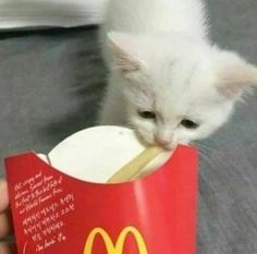 a small white kitten is playing with a mcdonald's cup