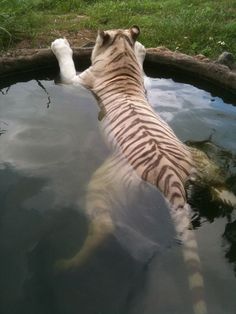 a zebra is swimming in the water with its head above it's back legs