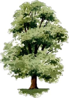 Tree Doodle, Grass Painting, Elm Tree, Tree Study, Digital Painting Techniques, Watercolor Tips, Watercolor Journal, Study Architecture