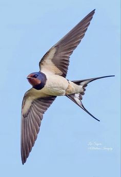 a bird flying through the air with its wings spread