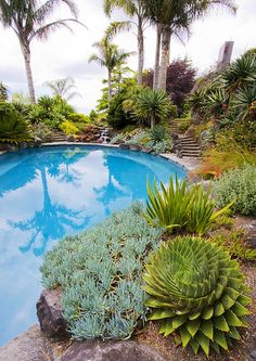 an outdoor swimming pool surrounded by plants and rocks