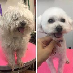 two pictures of a small white dog on a pink table