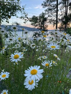 white daisies are growing in the grass