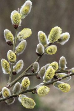 some very pretty flowers on a tree branch