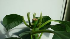 a plant with green leaves in front of a white wall