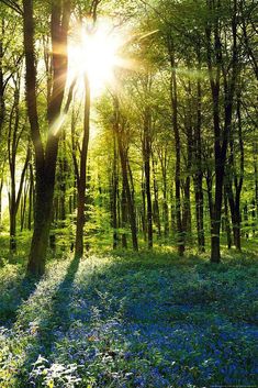 PRICES MAY VARY. Title: Close Up Forest Sunrise Poster (24"x36"). Product Type: Categories > Wall Art > Posters & Prints Forest Sunrise, Deco Panel, Forest Landscape, Background Pictures, Nature Aesthetic, Green Aesthetic, Fantasy Landscape, Photography Inspo, Nature Pictures