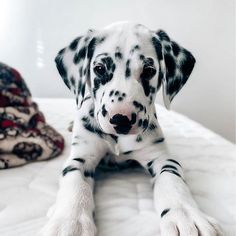 a dalmatian puppy laying on top of a bed next to a blanket and pillows