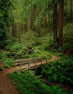 a wooden bridge in the middle of a lush green forest