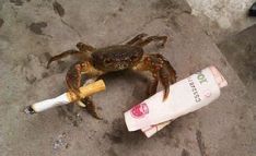 Crab, Funny