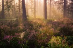 the sun shines through the trees and flowers in the forest with purple wildflowers