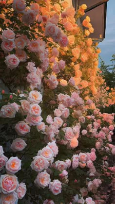 pink roses line the side of a building in front of trees and bushes at sunset