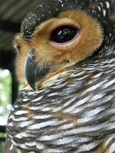 an owl is looking at the camera while sitting