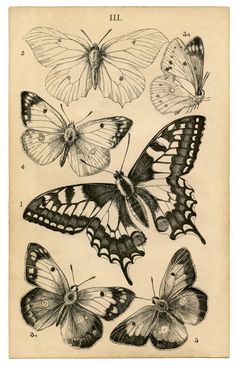 8 Butterfly & Bug Ephemera Book Pages! Grunge Posters, Butterfly Poster, Butterfly Wall Decor, Graphics Fairy, Picture Collage Wall, Butterfly Wall Art, Arte Inspo, Vintage Poster Art, Art Collage Wall