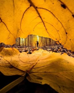 a person standing in the middle of a forest with leaves on it's ground