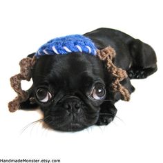 a small black dog with a blue hat on it's head is laying down