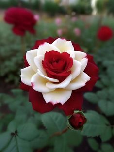 a red and white rose is in the middle of some green leaves with other flowers behind it