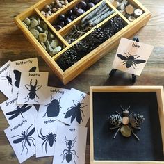 insect matching cards in a wooden box on top of a table with rocks and pine cones