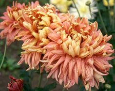 an orange and yellow flower with other flowers in the backgrounge behind it