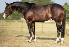 a brown horse standing on top of a grass covered field next to a fence and trees