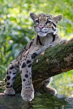 a close up of a cat on a tree branch