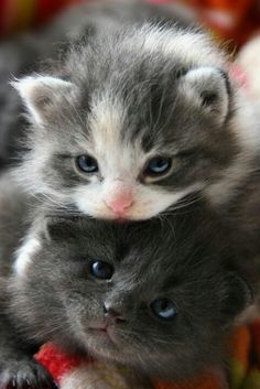 two kittens are laying on top of each other and one is looking at the camera