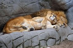 two lions laying on top of each other in their habitat at the zoo, sleeping