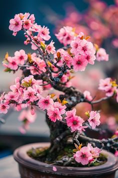 a bonsai tree with pink flowers in a pot