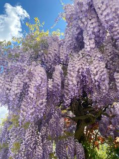 purple wistery tree in full bloom with blue sky and white clouds behind it