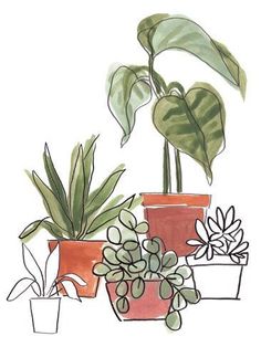 three potted plants are shown in this watercolor and ink painting style, each with different types of leaves