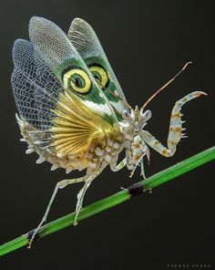 Coffeenuts Spiny Flower Mantis, Flower Mantis, Weird Insects, Praying Mantis, Creepy Crawlies