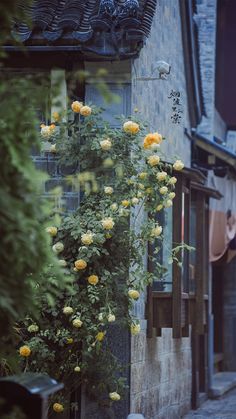 yellow roses growing on the side of a building in an alleyway with cobblestone streets