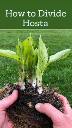 someone holding up some plants in their hands with the title how to divide hostas