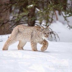 a lynx walking through the snow in front of some trees