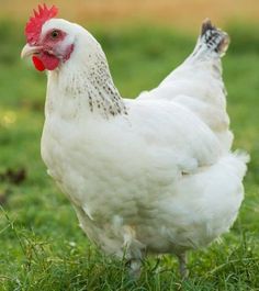 a white chicken with a red comb stands in the grass and looks at the camera