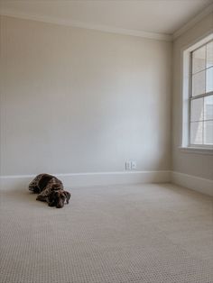 an empty room with white walls and carpeted floor, there is a stuffed animal on the floor