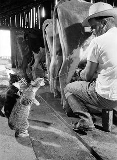 a man sitting on a bench next to a cat and cow in a barn with other cows