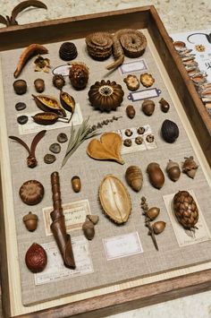 there are many different types of shells on the table top, including pine cones and acorns