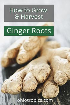 ginger roots with the title how to grow and harvest