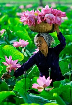 a woman carrying a basket on her head in a field of lotus flowers with green leaves