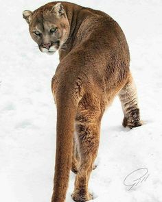 a mountain lion is walking in the snow