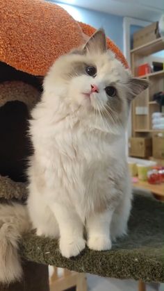 a white cat sitting on top of a scratching post