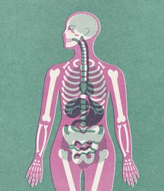 an image of a skeleton with bones in the chest and rib cages on it