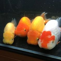 four goldfish are lined up in an aquarium