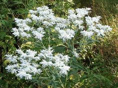 some white flowers are growing in the grass