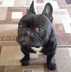 a small black dog standing on top of a carpet