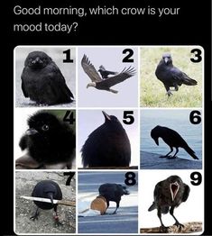 the different types of crows are shown in this poster, which shows them how to use their beaks